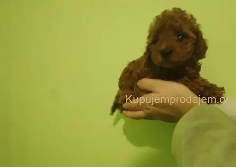 Crvena toy pudla - 4/4