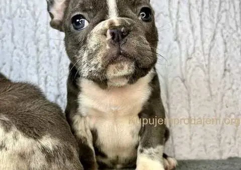 Francuski buldog stenci - 2/10