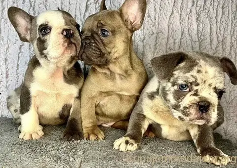 Francuski buldog stenci - 3/10