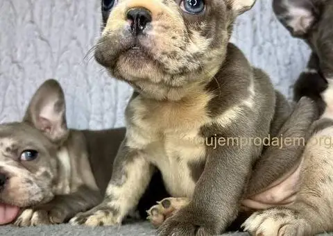 Francuski buldog stenci - 5/10