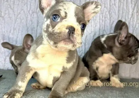 Francuski buldog stenci - 6/10