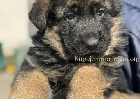 Nemački ovčar štenci - 2/9