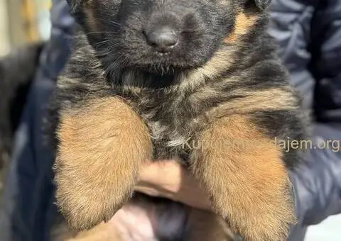 Nemački ovčar štenci - 5/9