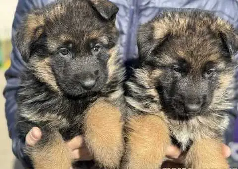 Nemački ovčar štenci - 7/9
