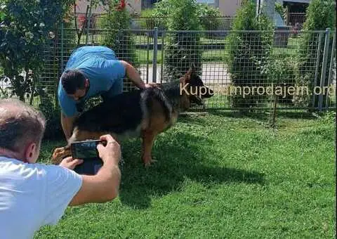 Nemački ovčar štenci - 8/9