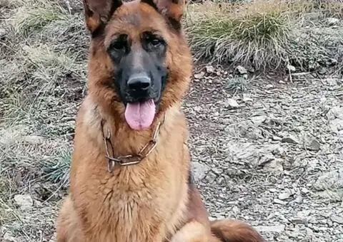 Nemački ovčar štenci - 9/9