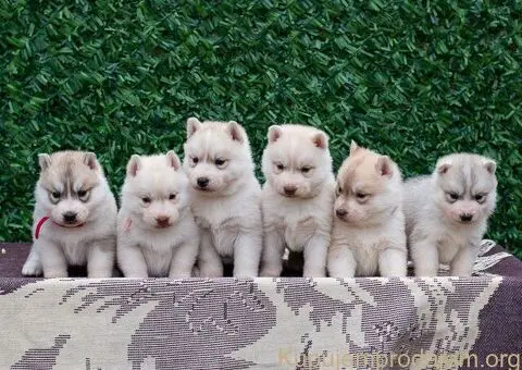 Sibirski Haski PRELEPI štenci - 1/5