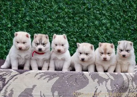 Sibirski Haski PRELEPI štenci - 2/5