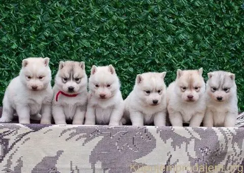 Sibirski Haski PRELEPI štenci - 3/5