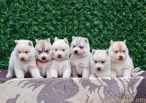 Sibirski Haski PRELEPI štenci - 4/5
