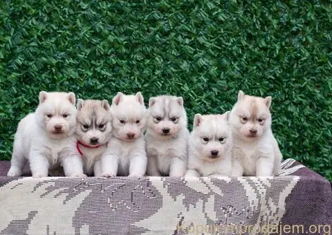 Sibirski Haski PRELEPI štenci - 5/5