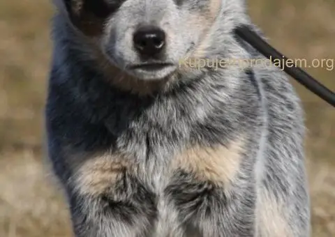 Australijski govedar štenci - 1/7