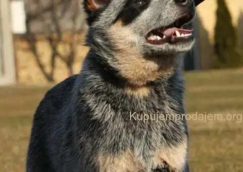 Australijski govedar štenci - 2/7