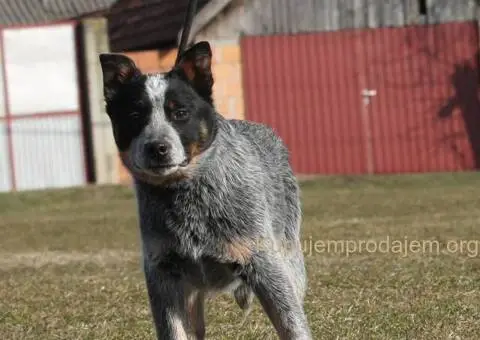 Australijski govedar štenci - 3/7
