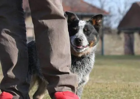 Australijski govedar štenci - 4/7