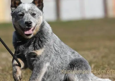 Australijski govedar štenci - 5/7