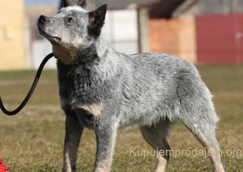 Australijski govedar štenci - 6/7