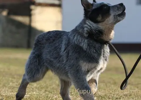 Australijski govedar štenci - 7/7