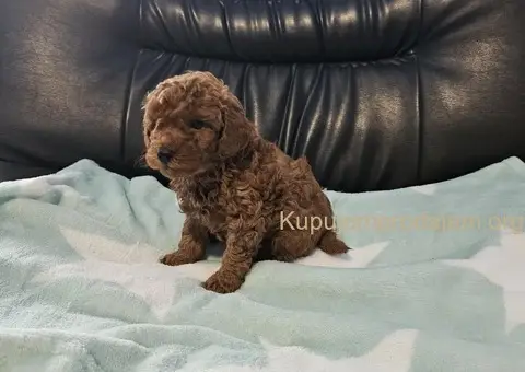 Crvene Toy Pudle štenci - 1/5