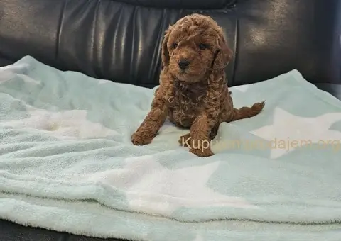 Crvene Toy Pudle štenci - 2/5