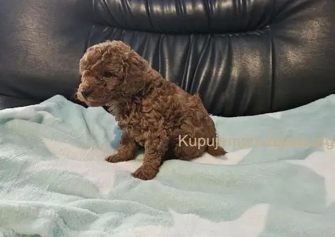 Crvene Toy Pudle štenci - 4/5