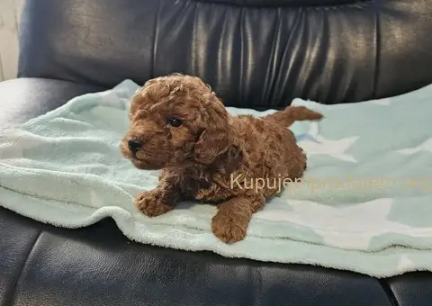 Crvene Toy Pudle štenci - 5/5