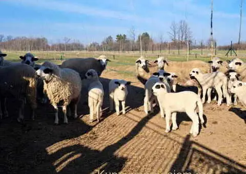 Tražim radnika za seosko domaćinstvo - 1/10