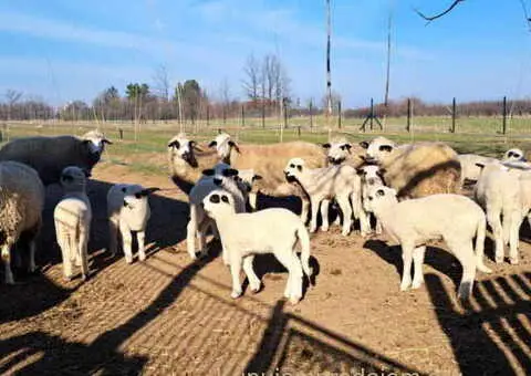 Tražim radnika za seosko domaćinstvo - 2/10