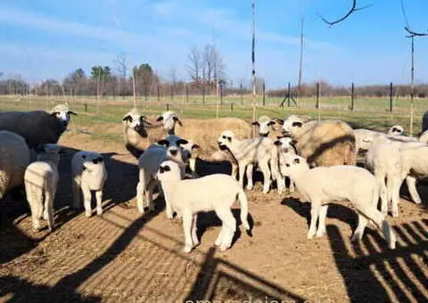 Tražim radnika za seosko domaćinstvo - 3/10