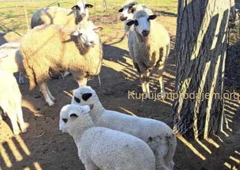 Tražim radnika za seosko domaćinstvo - 4/10