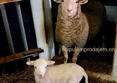 Tražim radnika za seosko domaćinstvo - 6/10