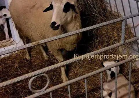 Tražim radnika za seosko domaćinstvo - 7/10