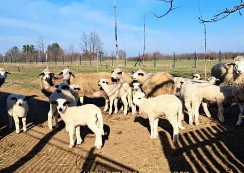 Tražim radnika za seosko domaćinstvo - 8/10