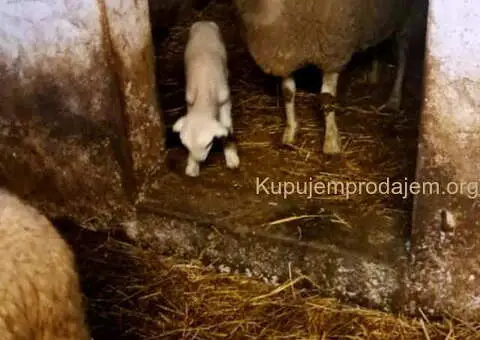 Tražim radnika za seosko domaćinstvo - 9/10