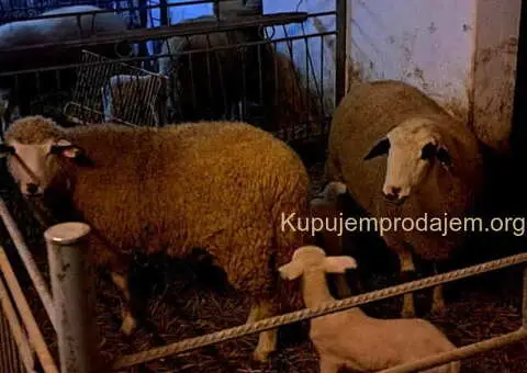 Tražim radnika za seosko domaćinstvo - 10/10