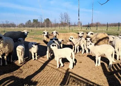 Trazim pomocnika za rad na seoskom imanju