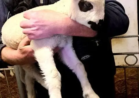 Prodajem ovce I jaganjce, Obrenovac - 1/6