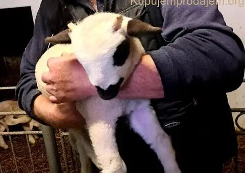 Prodajem ovce I jaganjce, Obrenovac - 2/6