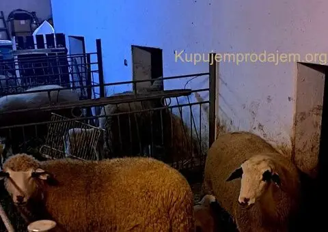 Prodajem ovce I jaganjce, Obrenovac - 3/6