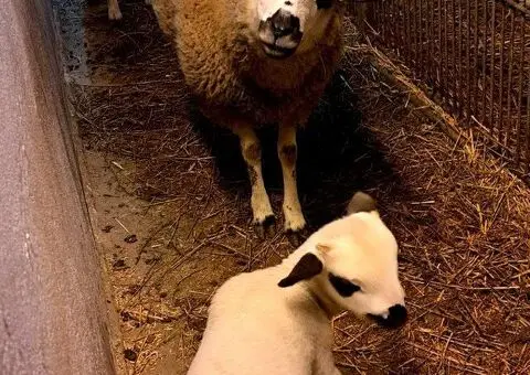 Prodajem ovce I jaganjce, Obrenovac - 4/6