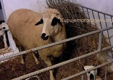 Prodajem ovce I jaganjce, Obrenovac - 5/6