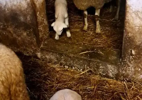 Prodajem ovce I jaganjce, Obrenovac - 6/6