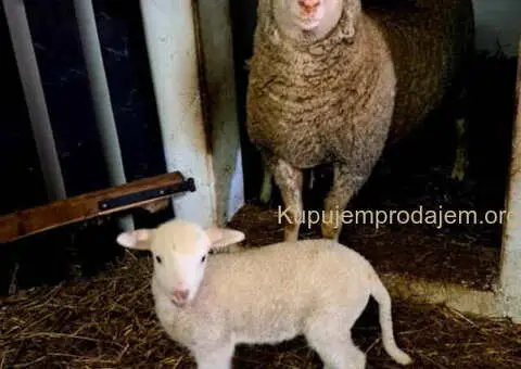 Prodajem ovce i jaganjce vrhunskog kvaliteta - 1/10