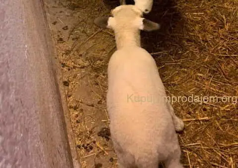 Prodajem ovce i jaganjce vrhunskog kvaliteta - 2/10