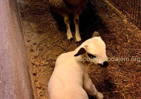 Prodajem ovce i jaganjce vrhunskog kvaliteta - 3/10