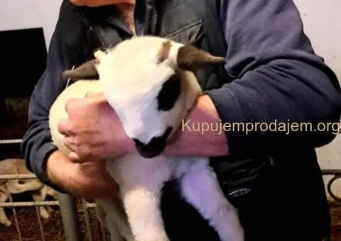 Prodajem ovce i jaganjce vrhunskog kvaliteta - 4/10