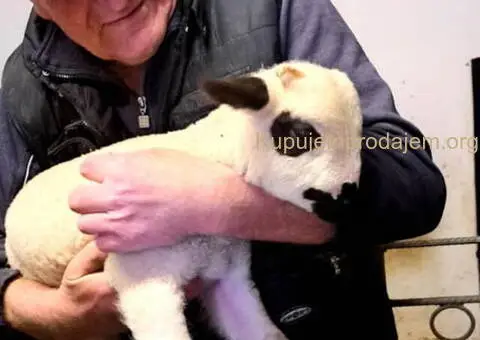 Prodajem ovce i jaganjce vrhunskog kvaliteta - 5/10