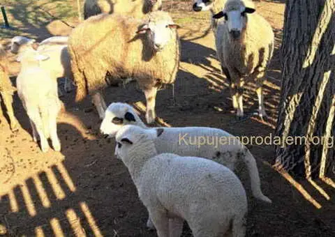 Prodajem ovce i jaganjce vrhunskog kvaliteta - 10/10