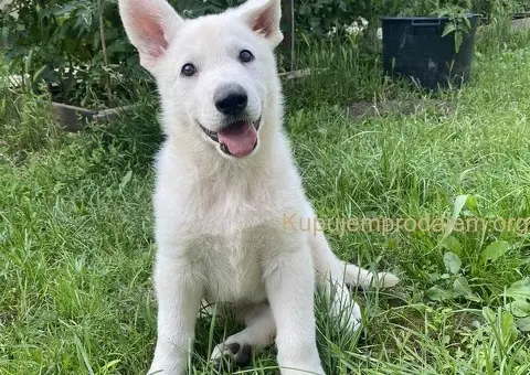 Beli švajcarski ovčar štenci - 1/6