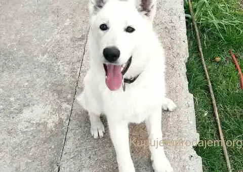 Beli švajcarski ovčar štenci - 4/6